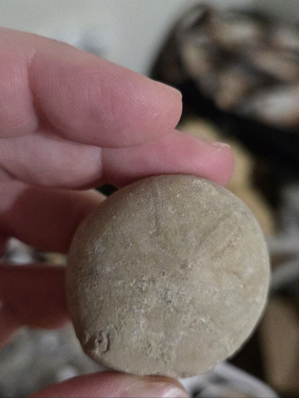 ONE Sand Dollar Shell